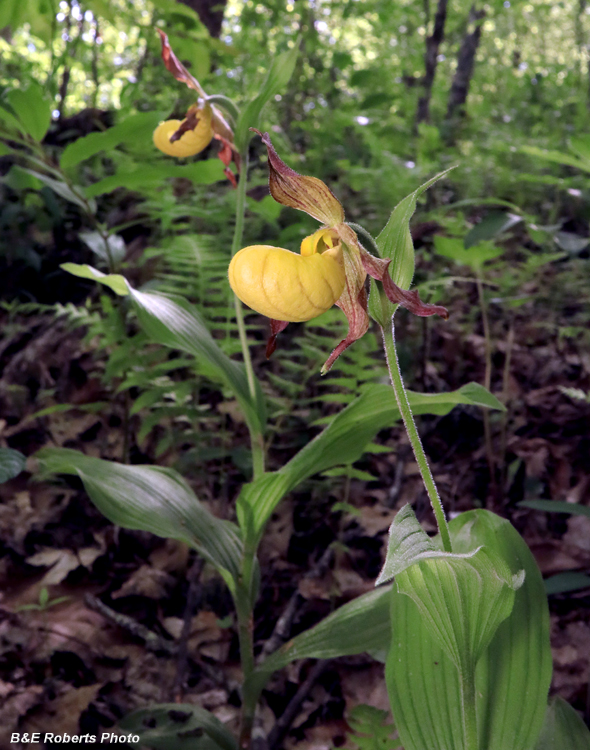 Yellow_Ladys_Slippers