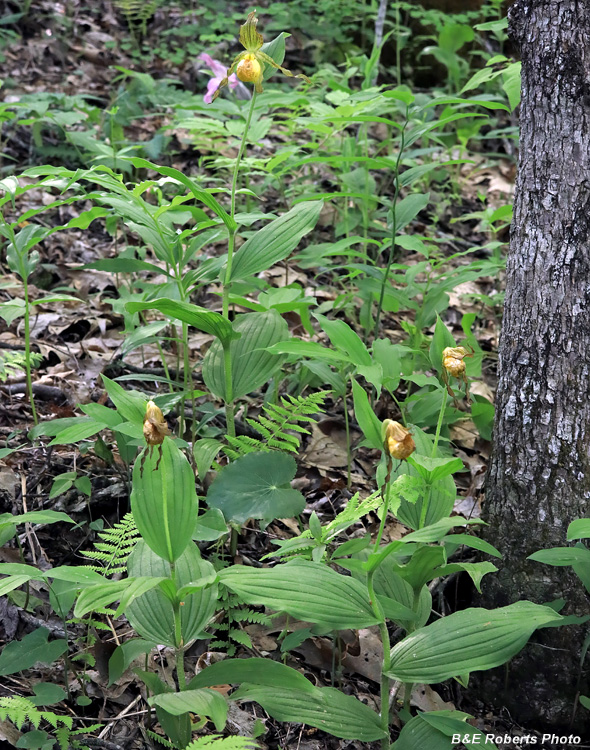 Yellow_Ladys_Slippers