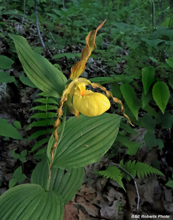 Yellow_Ladys_Slipper