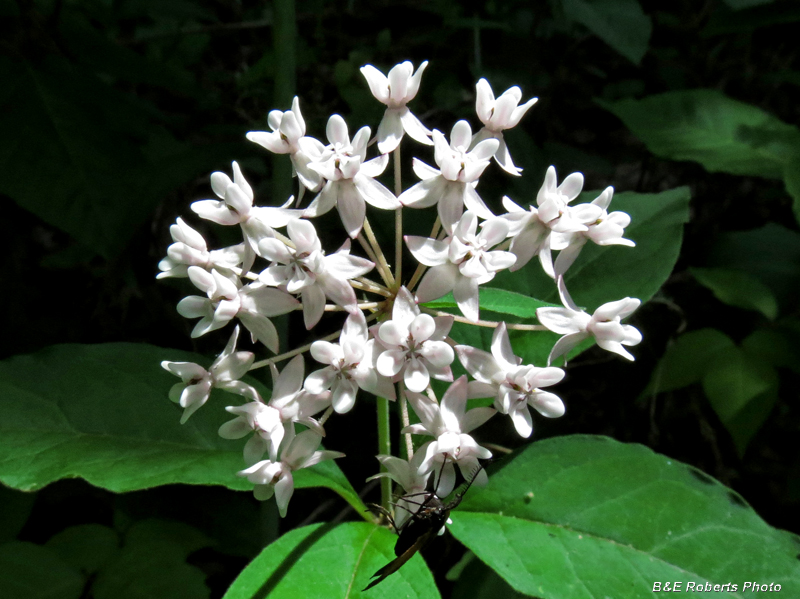 Four_leaf_milkweed