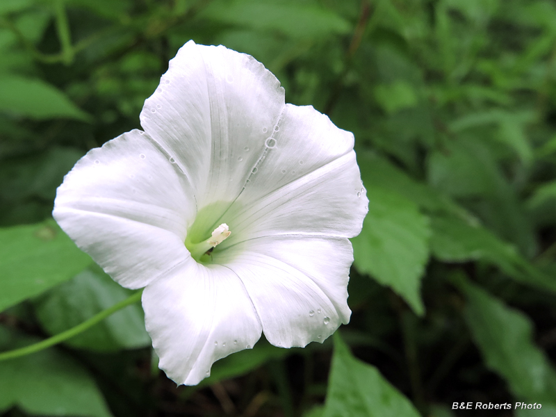 Hedge_Bindweed