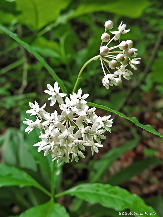 Asclepias_quadrifolia