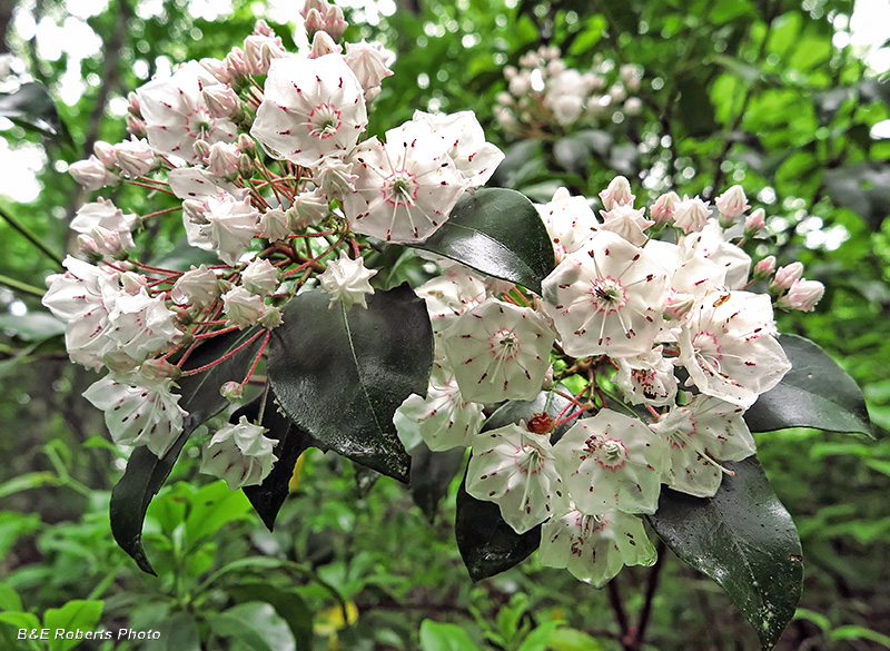 Mountain_laurel