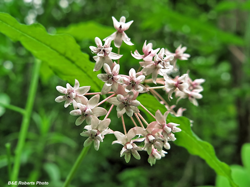 Asclepias_quadrifolia_pink