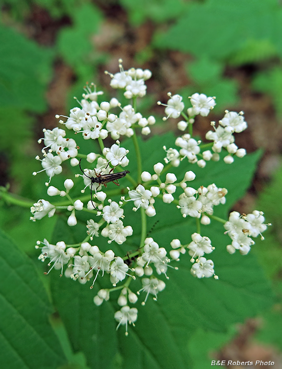 Viburnum_acerifolium