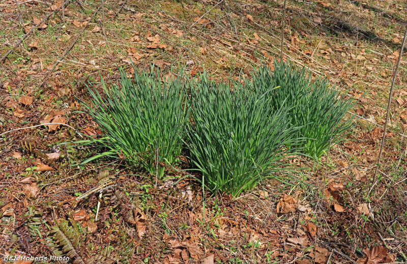 Daffodils