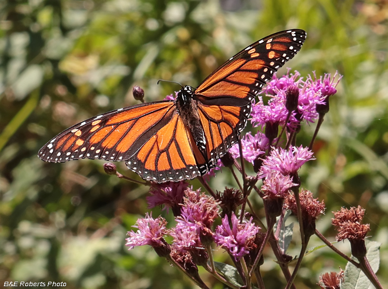 Monarch_Butterfly