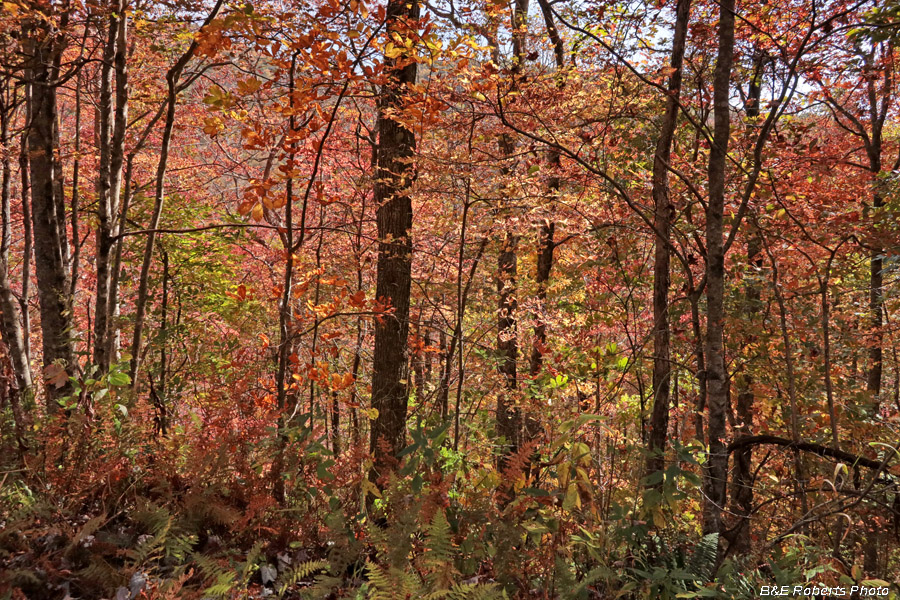 Foliage