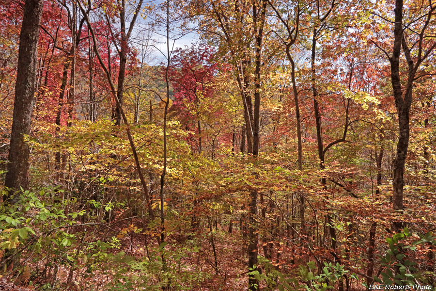 Foliage