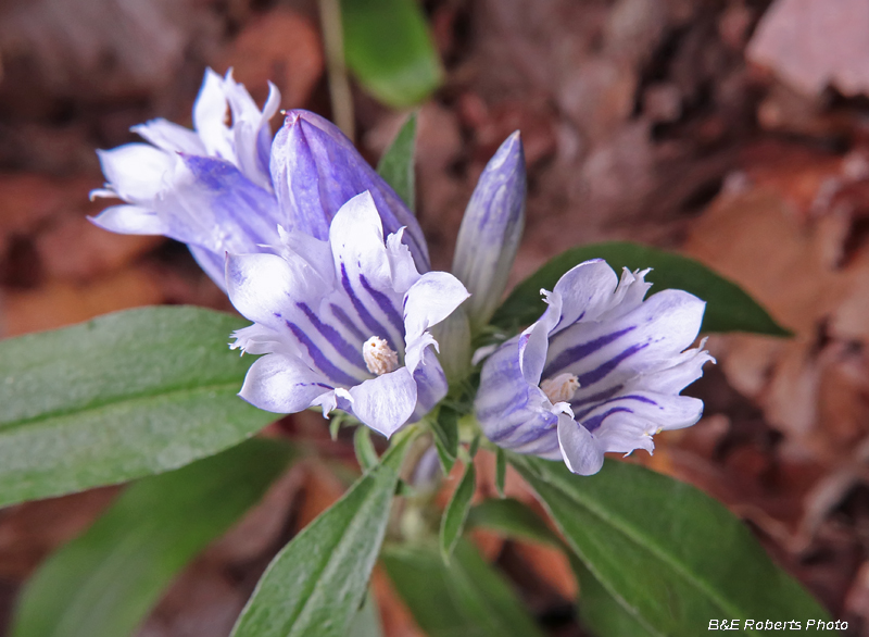 Gentiana