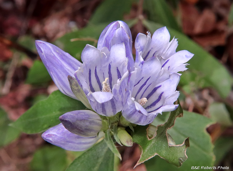 Gentiana