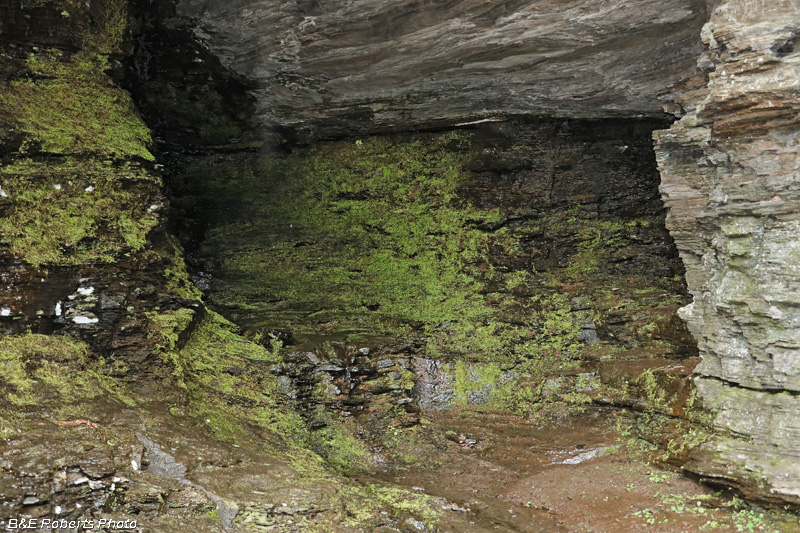 Cave_4_moss