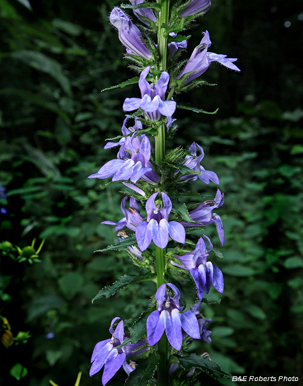 Lobelia