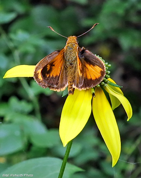 Fiery_Skipper-Cutleaf_Coneflower