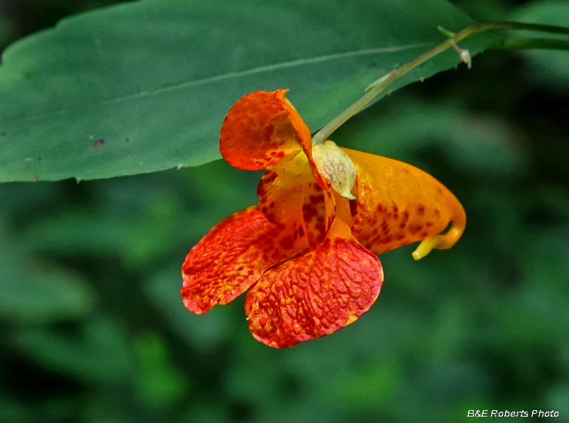 Jewelweed