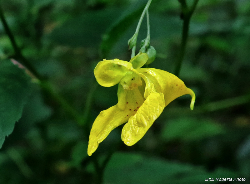 Jewelweed