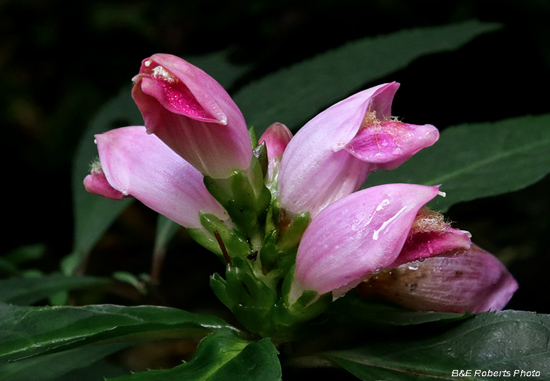 Turtleheads-Chelone_obliqua