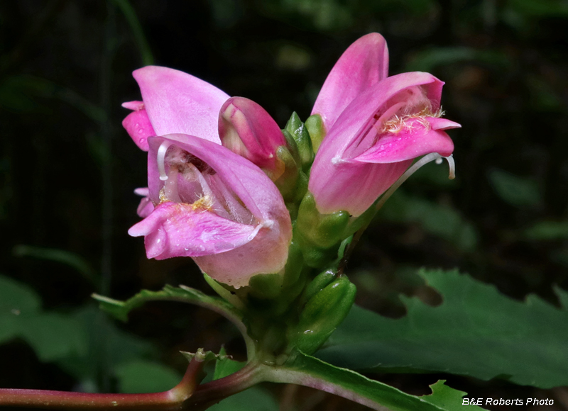 Turtleheads-Chelone_lyonii