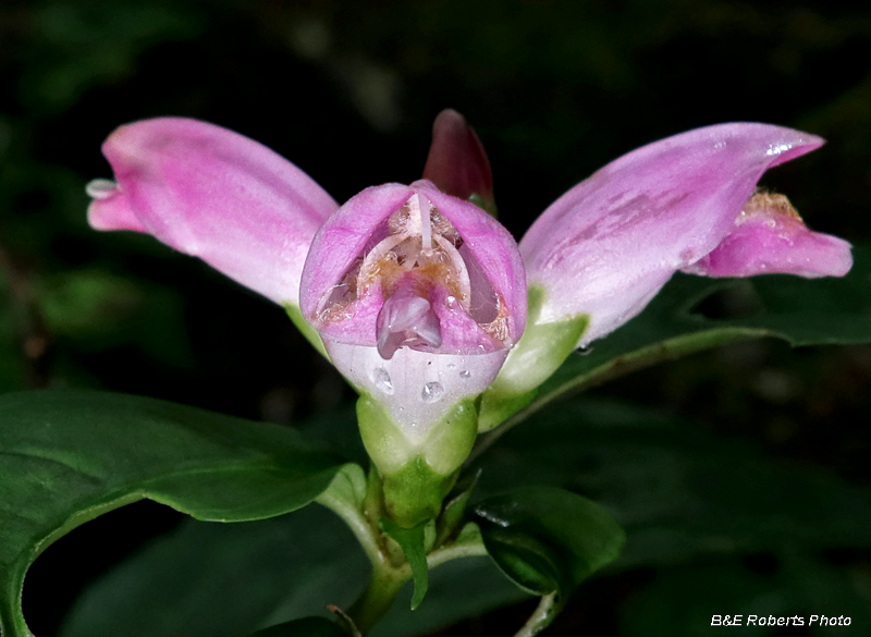 Turtleheads-Chelone_lyonii