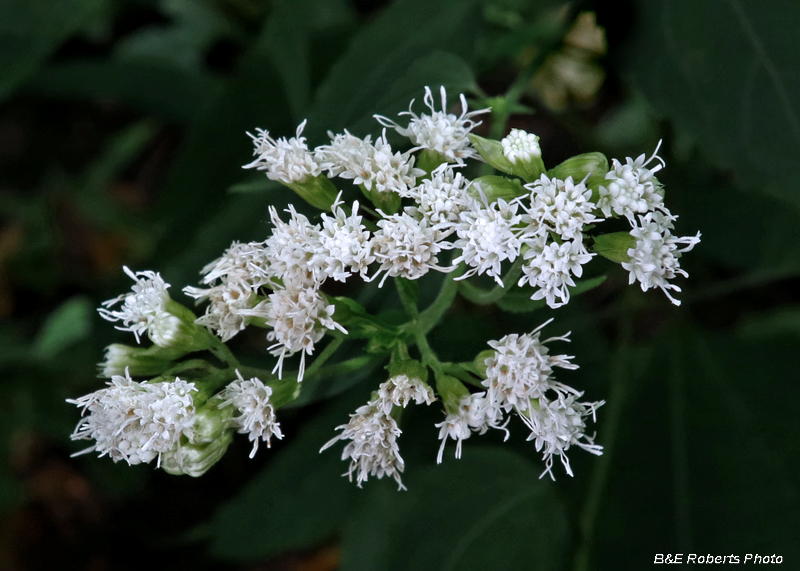 Snakeroot