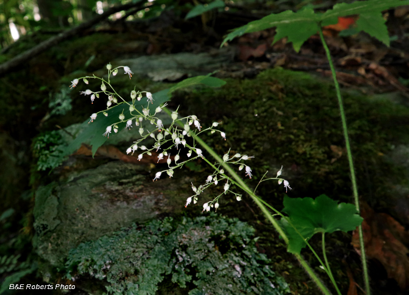 Alumroot