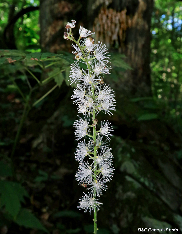 Bugbane