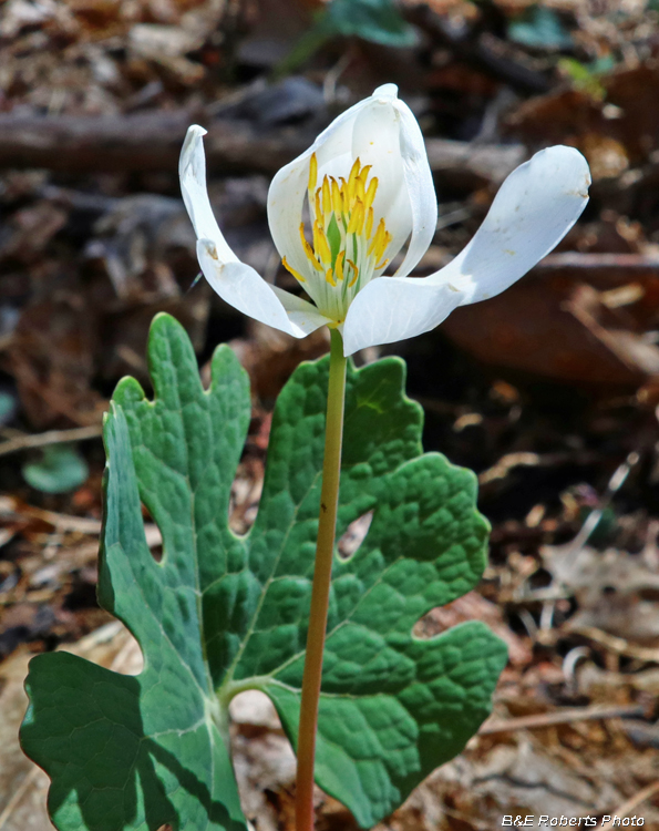 Bloodroot