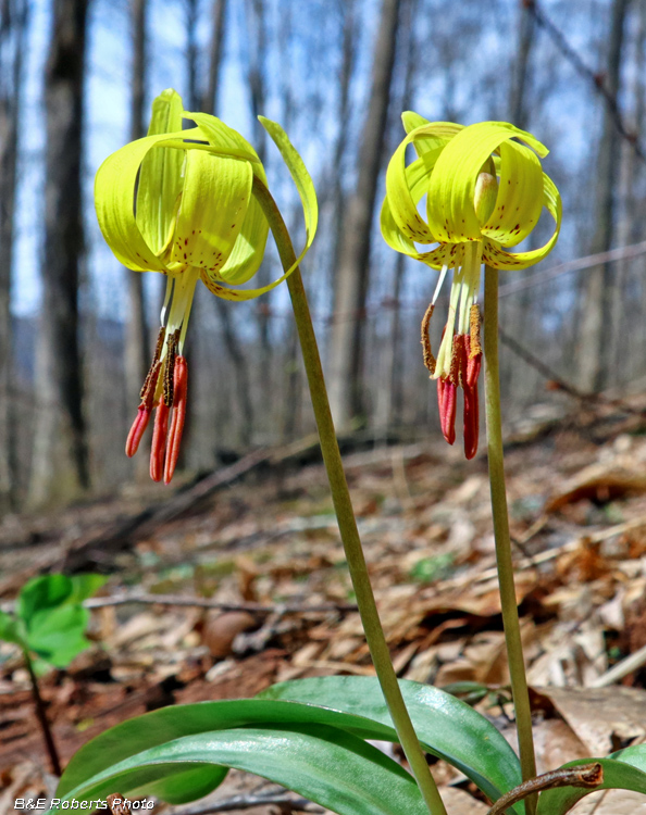 Trout_Lily_pair