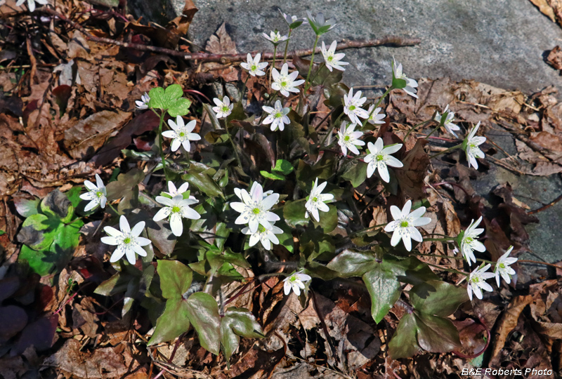 Hepatica