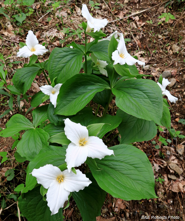 Trilliums