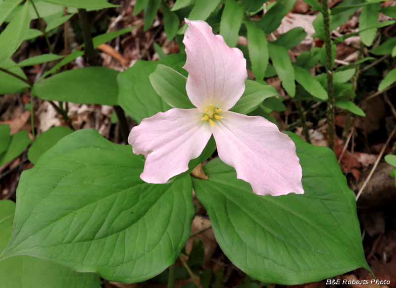 Trillium_grandiflorum_pink