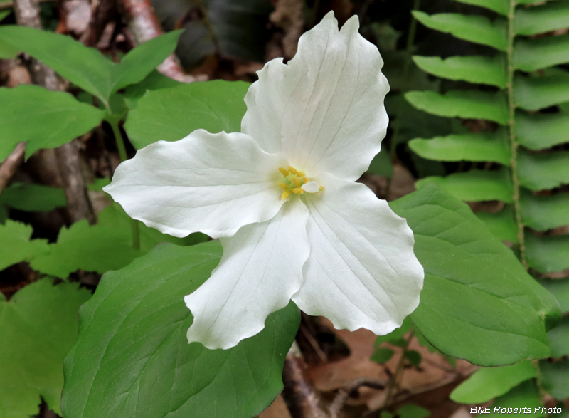 Trillium_grandiflorum_quad