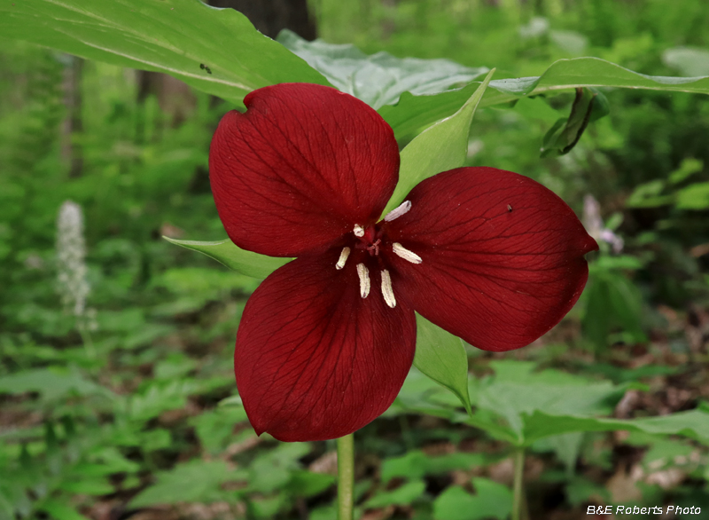 Trillium_vaseyi