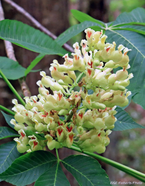 Ohio_Buckeye_flower