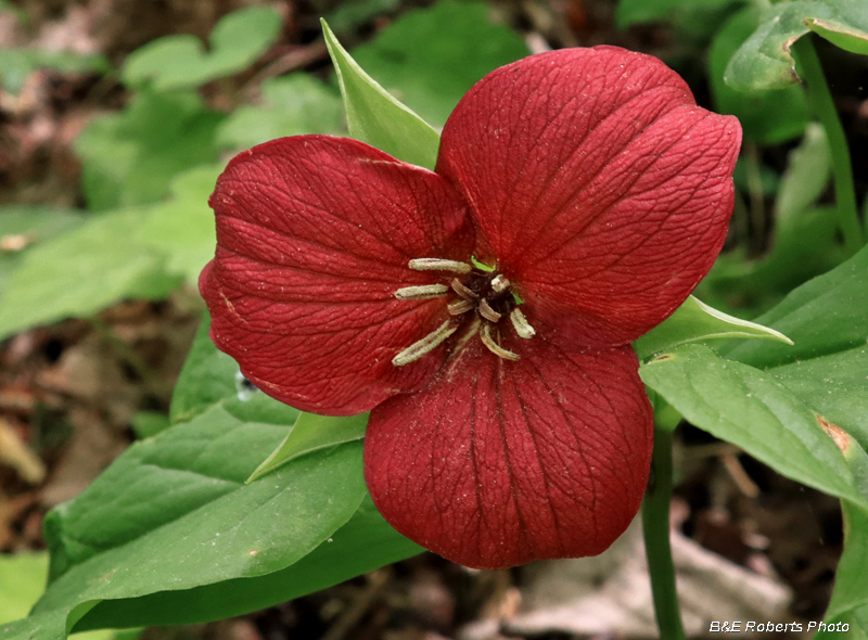 Trillium_erectum