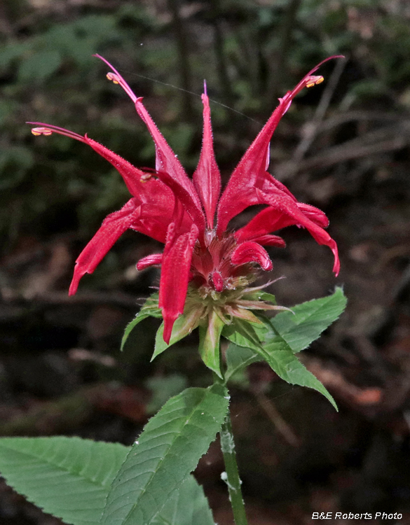 Monarda_didyma