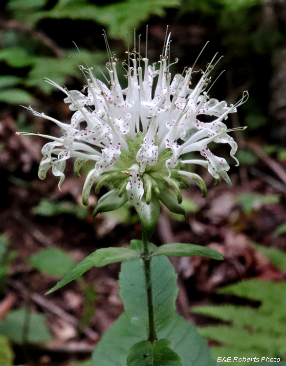 Monarda_clinopodia