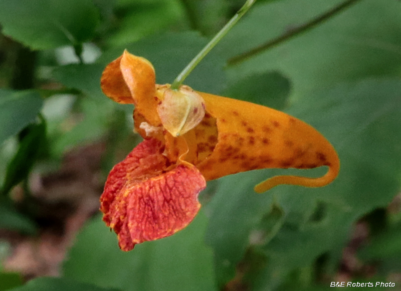 Jewelweed