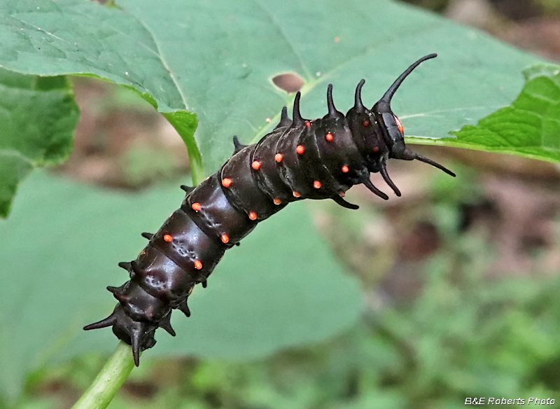 Pipevine_Swallowtail