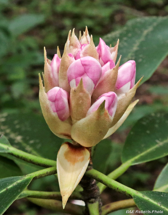 Rhodie_buds