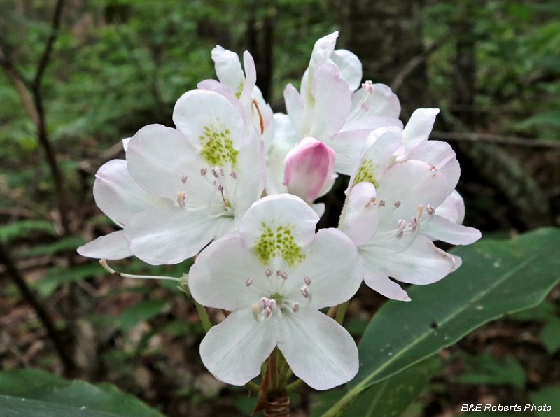 Rhododendron