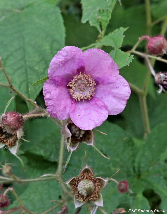 Rubus_odoratus