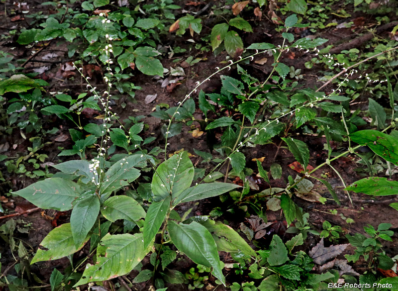 Persicaria_virginiana