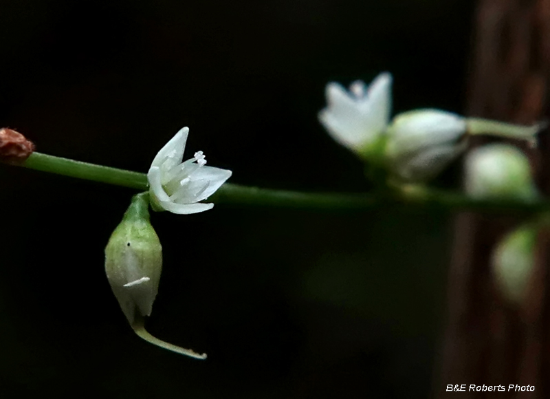 Persicaria_virginiana