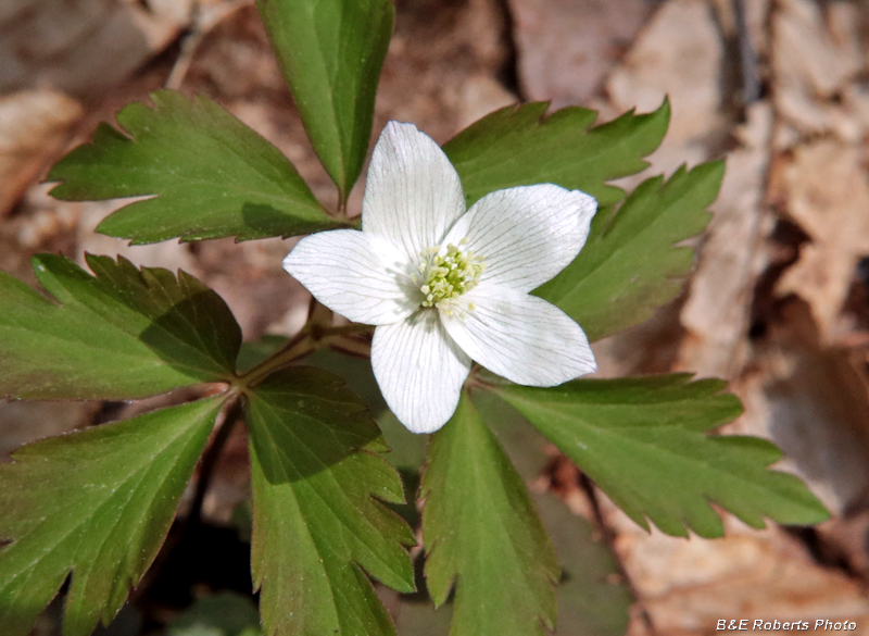 Wood_Anemone