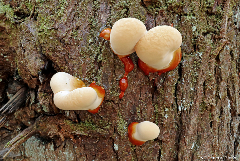 Ganoderma_tsugae