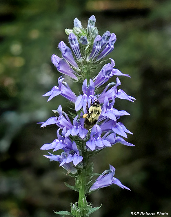 Great_Blue_Lobelia-Bee