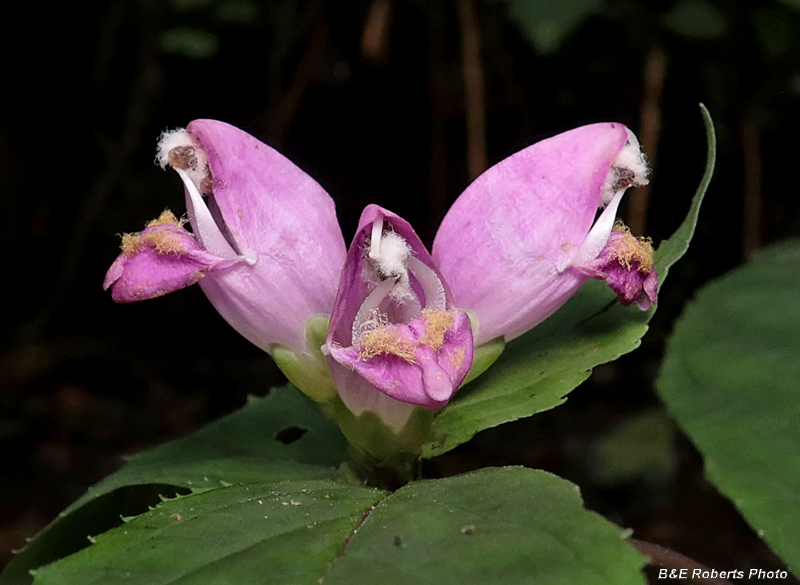 Chelone_obliqua