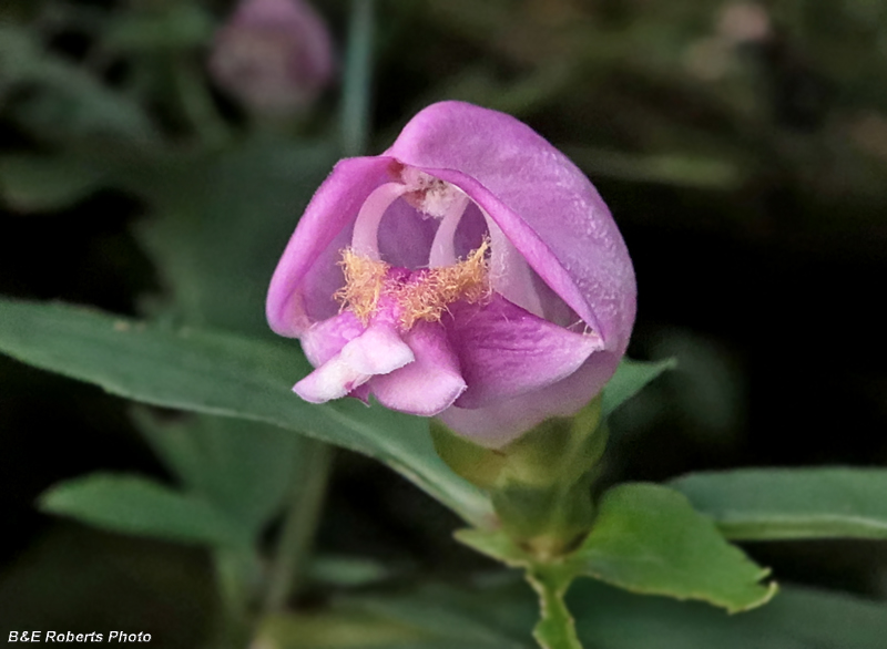 Chelone_obliqua