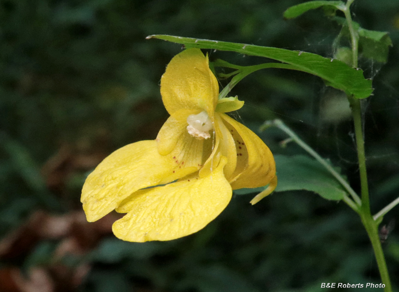 Jewelweed